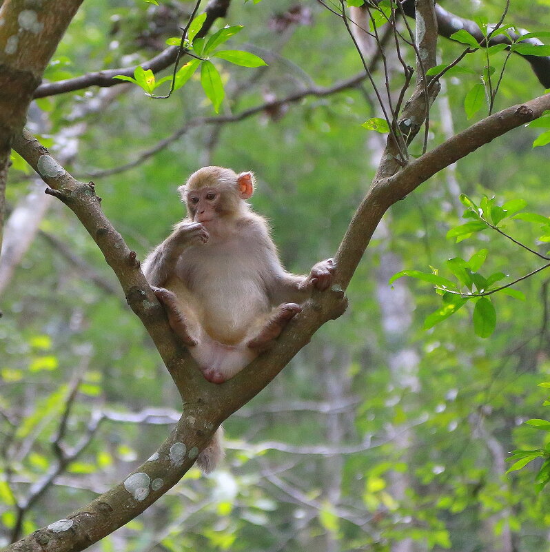 лесной житель... - Andrey Bragin 