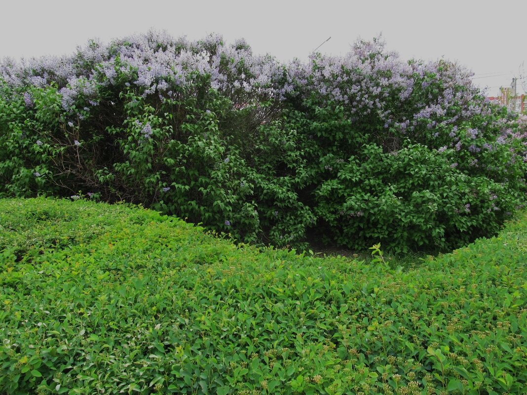 май - Елена Шаламова