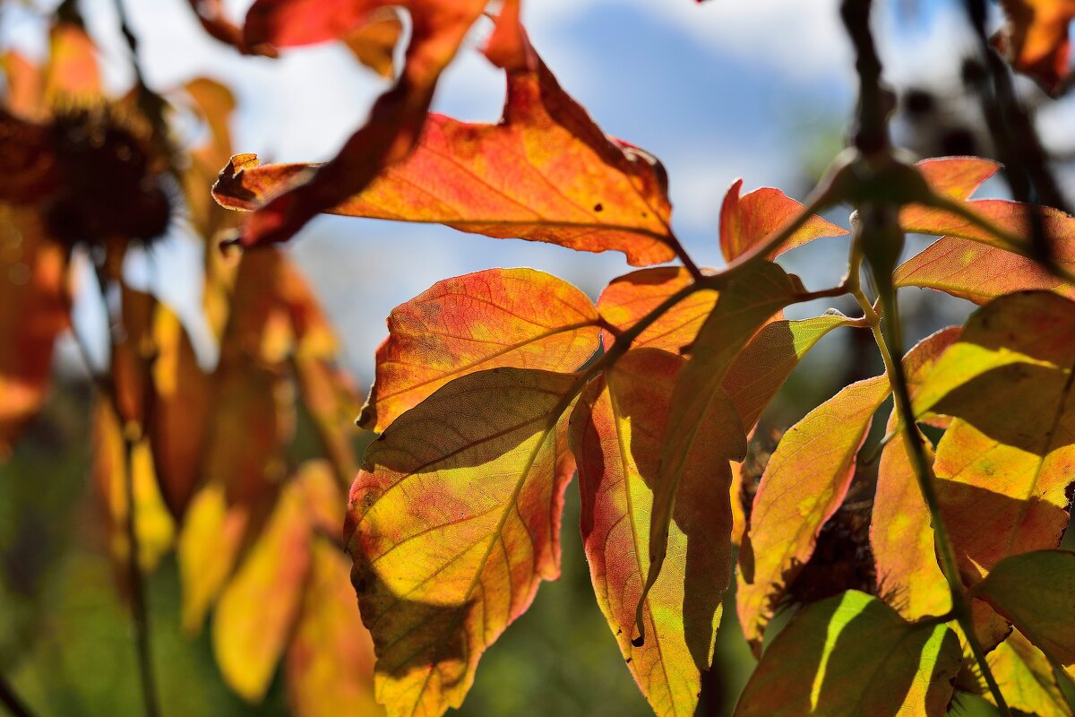 Осенний этюд. - Владимир Мигонькин Осенний этюд. - Владимир Мигонькин