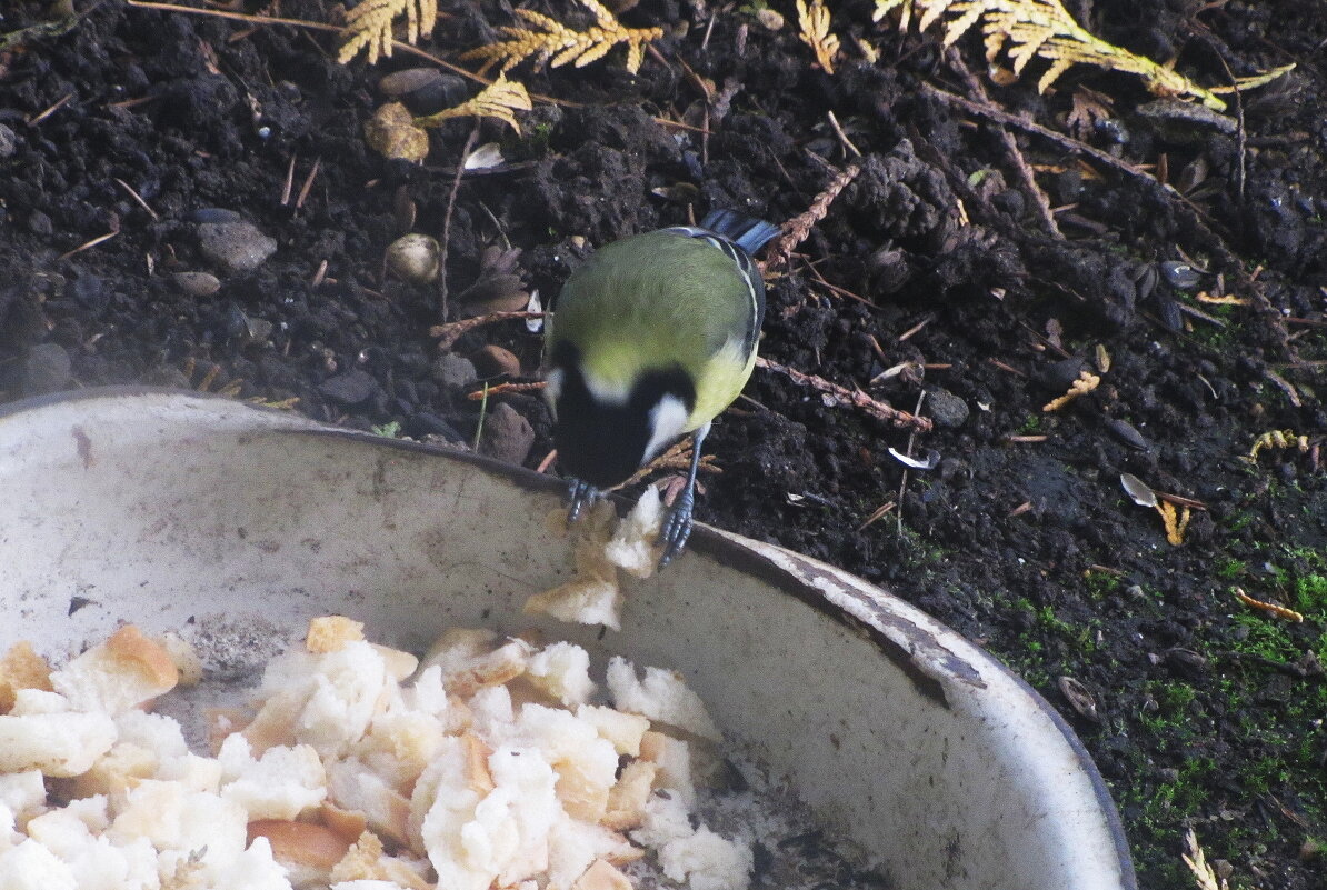 Уже просят поесть - Людмила Смородинская