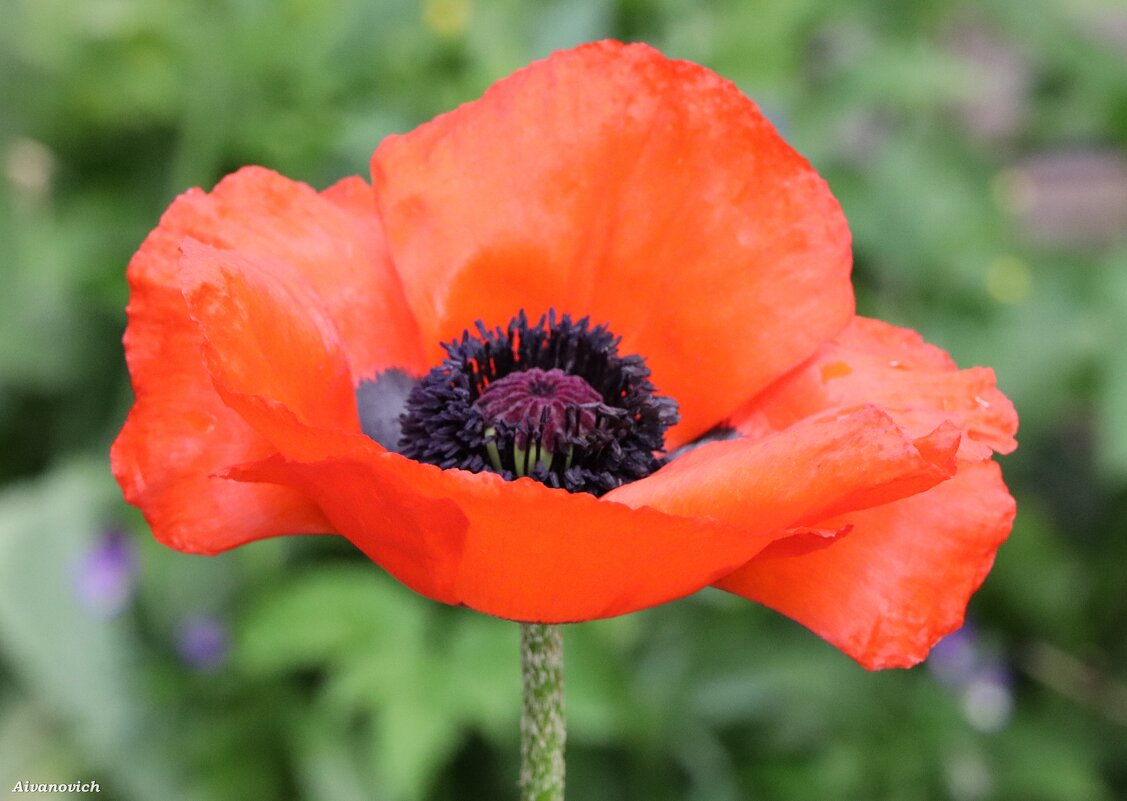 Привези мне, батюшка, цветочек аленнькай... - Андрей Андреев Андреев