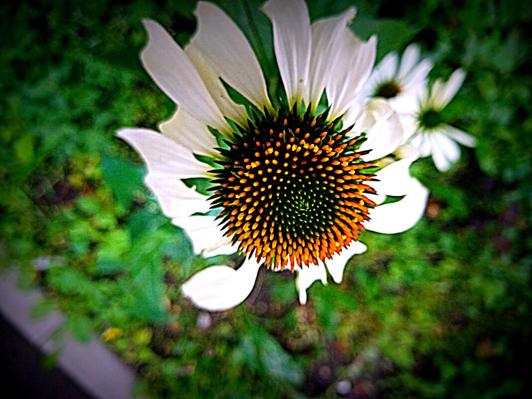 Цветы. - Владимир Драгунский