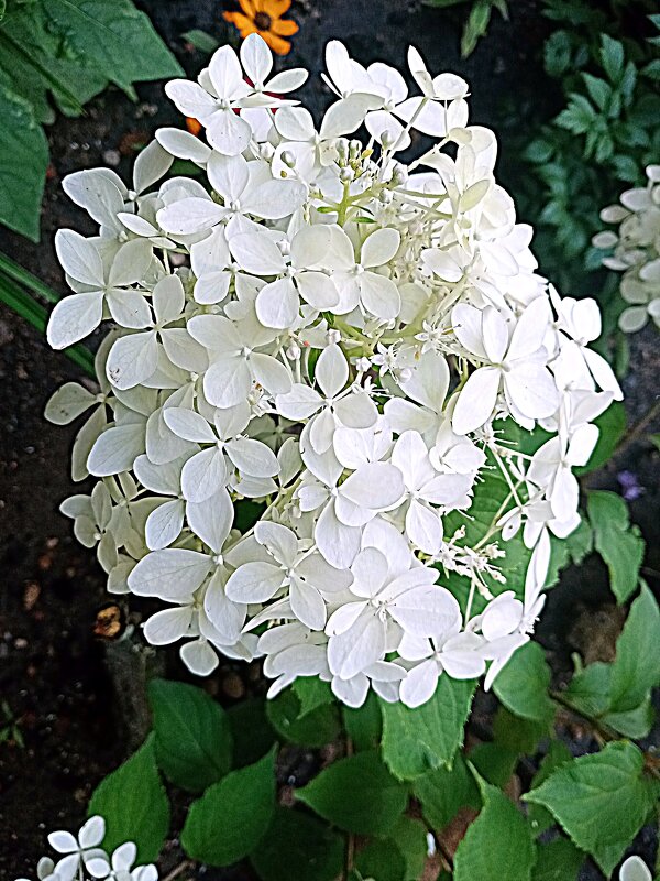 Цветы. - Владимир Драгунский