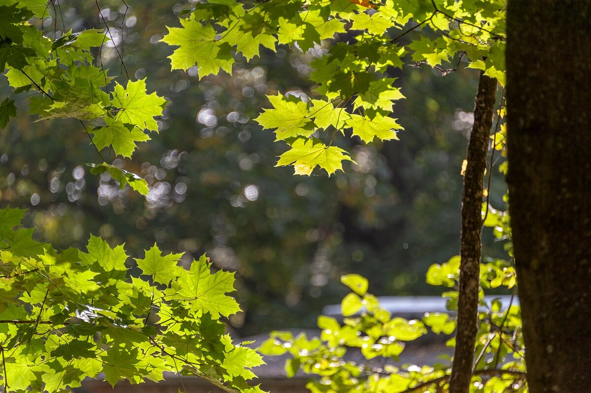 Сентябрь - Валерий Иванович
