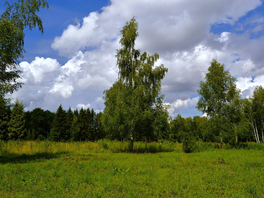 Чебоксары. Одинокая берёза на поляне Ботанического сада. - Пётр Чернега Чебоксары. Одинокая берёза на поляне Ботанического сада. - Пётр Чернега