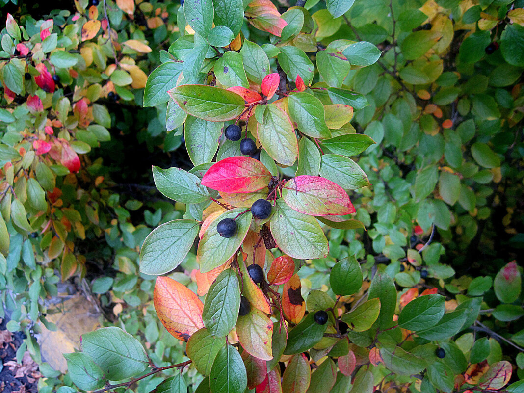 Осеннее - Елена Семигина