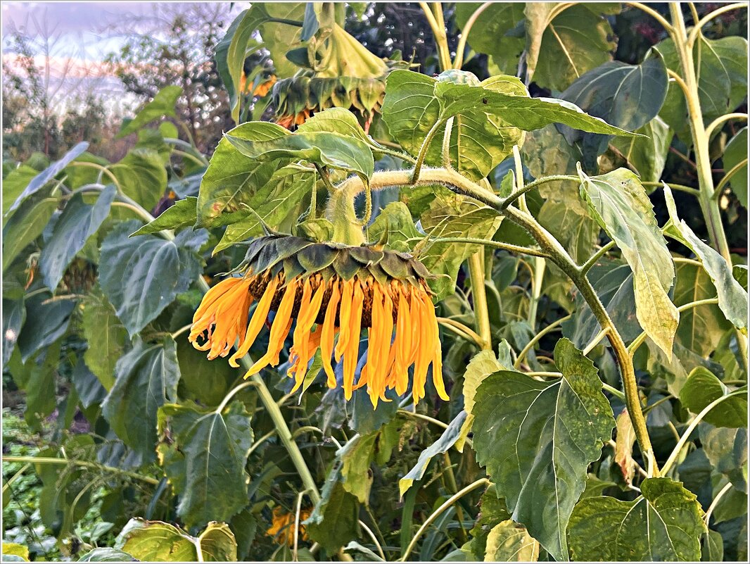 Подсолнух. - Валерия Комова