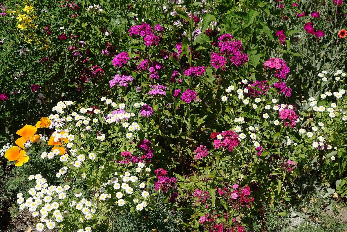 Разноцветье - Рита Симонова