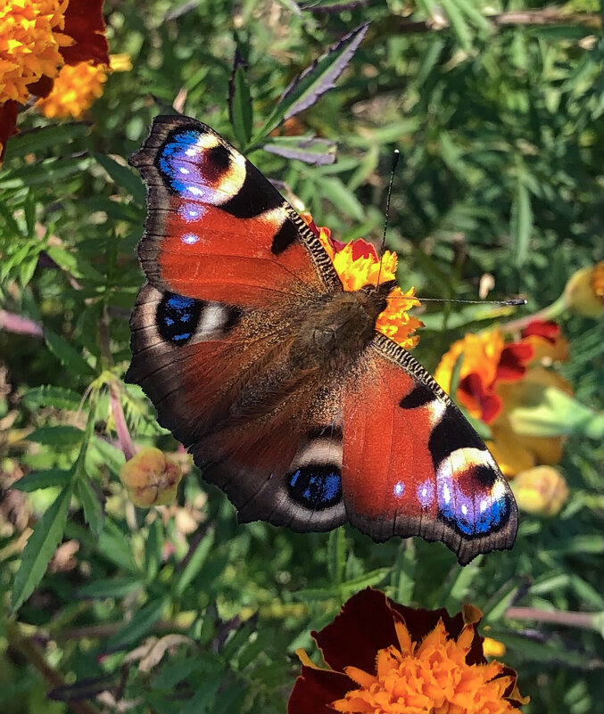 Сентябрьский сюрприз - Александр Ковальчук