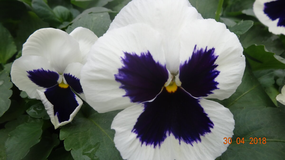 анютины глазки - виола - СЕРГЕЙ ФИЛОЧКИН