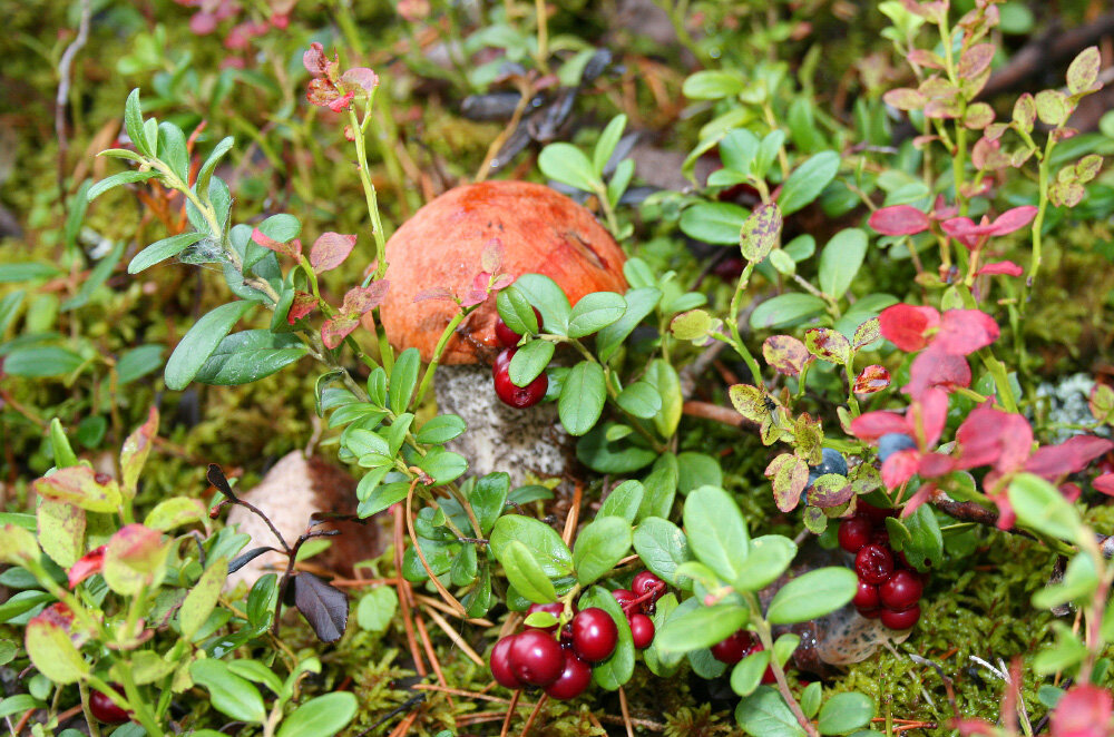 Таёжные дары осени - Галина Ильясова