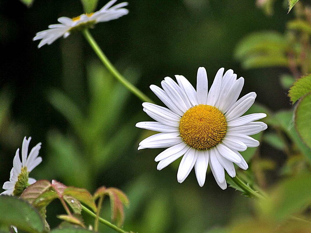 Просто, уходило лето... - Алексей Бубнов