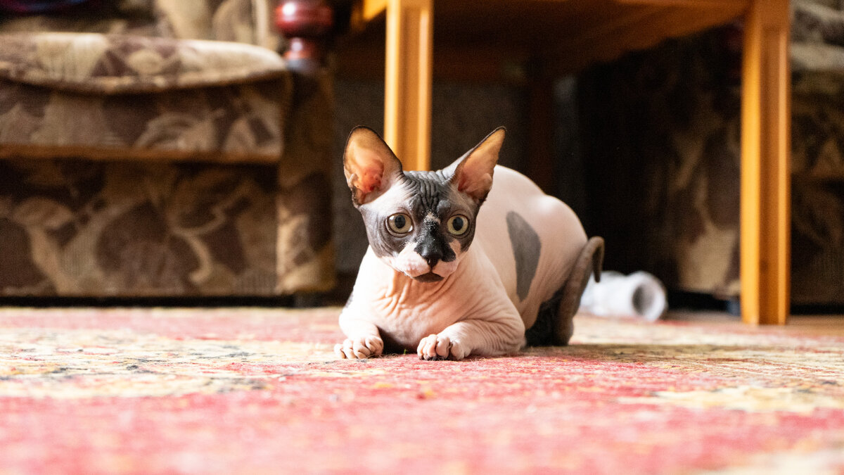 Инопланетянин - Владимир Иванович