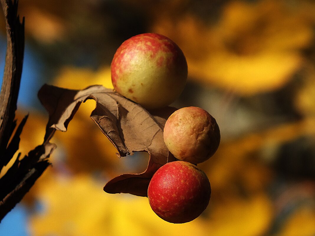 галлы - Зоя Мишина