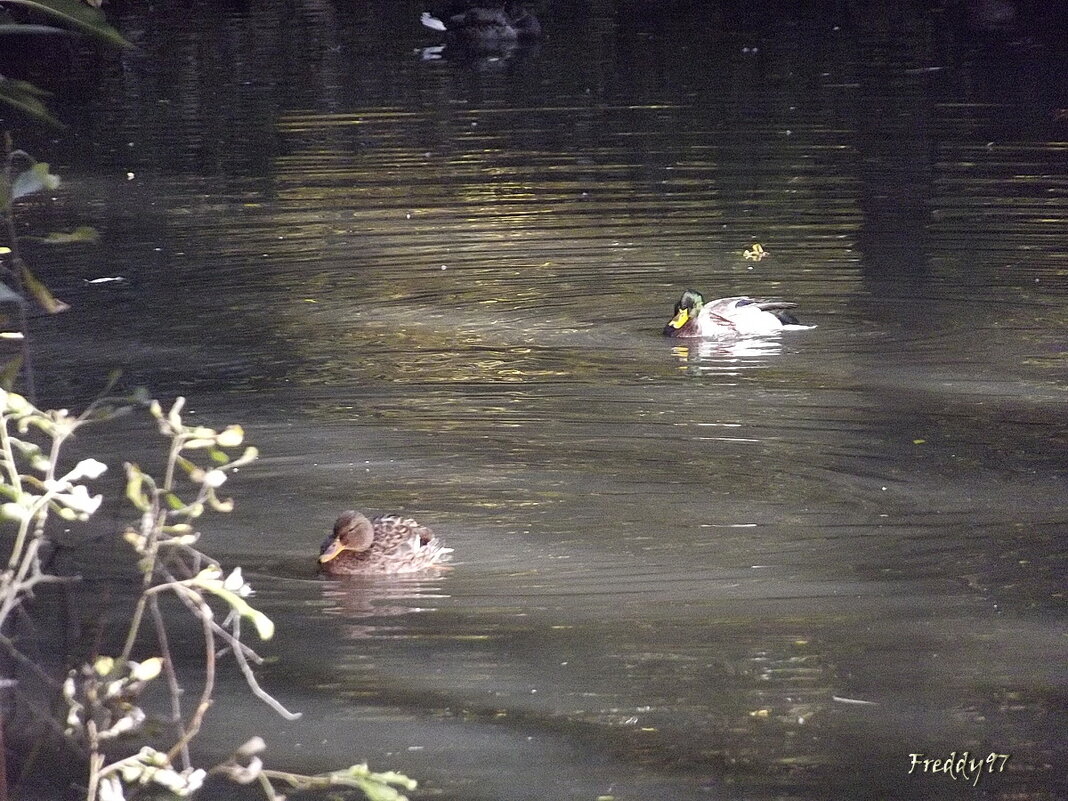 На пруду... - Freddy 97