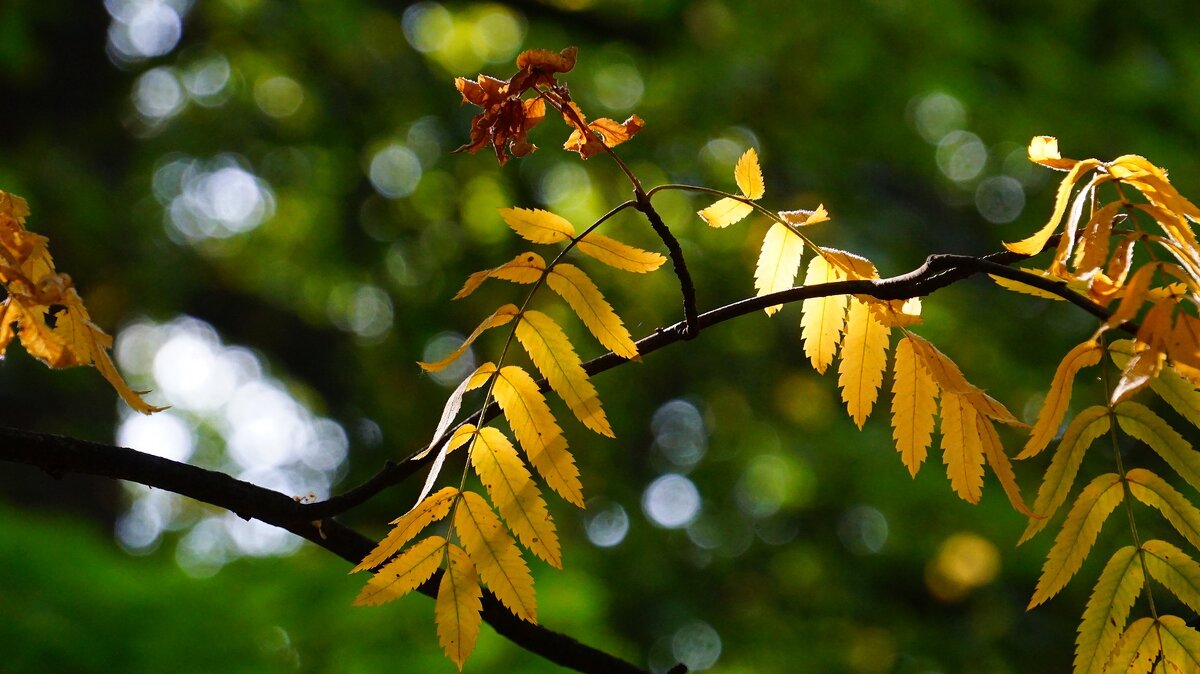 Осенние зарисовки - Наталья Лакомова