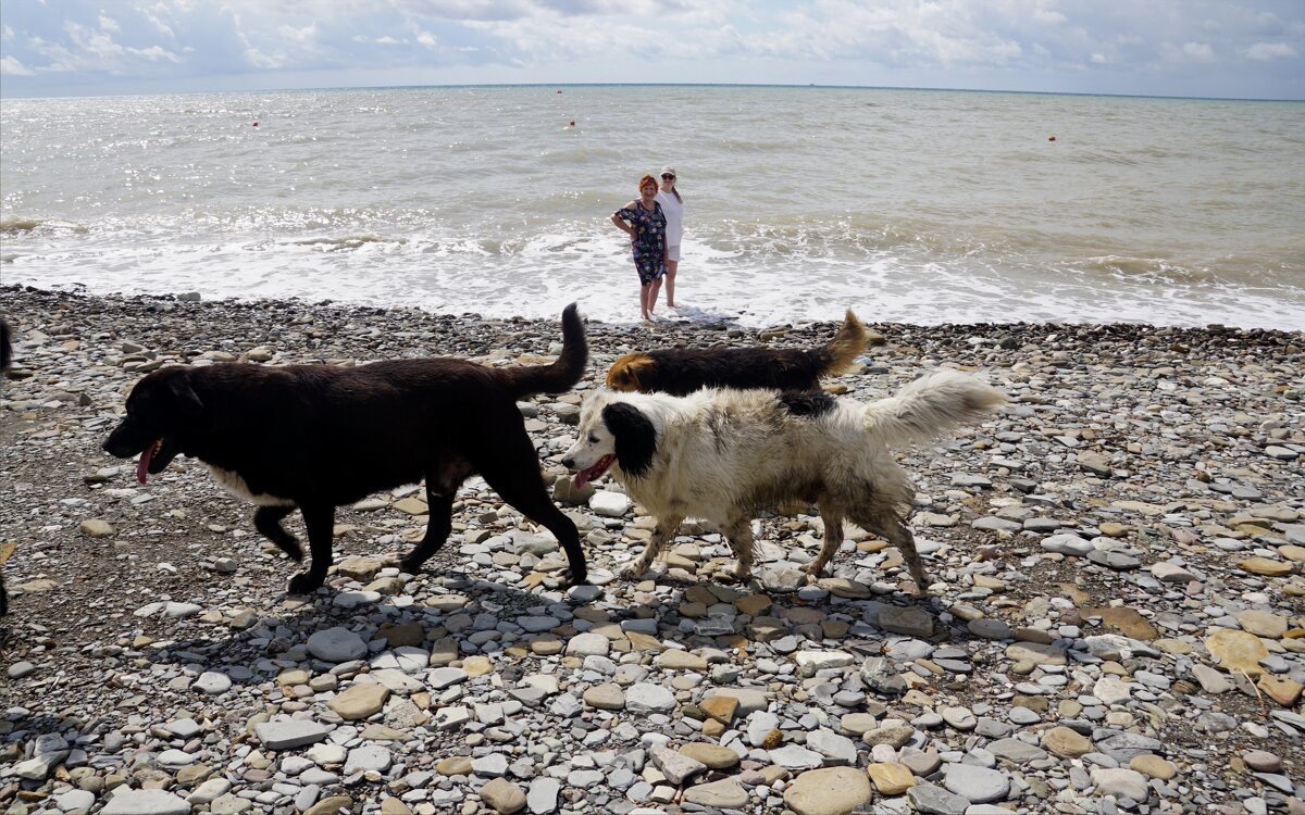 Купаться любят все - Наталия Григорьева Купаться любят все - Наталия Григорьева