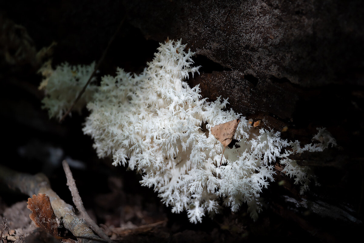 Ежовик коралловидный - Александр Синдерёв