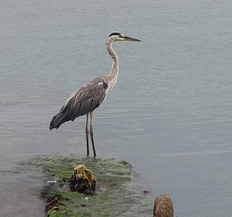 Цапля - Ирэн 