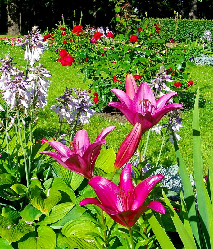 Лилии и другие. - VasiLina *