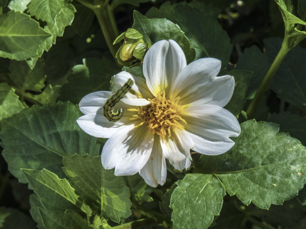 Георгина  белая - Валентин Семчишин