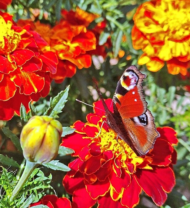 * * * - Елена * * * - Елена