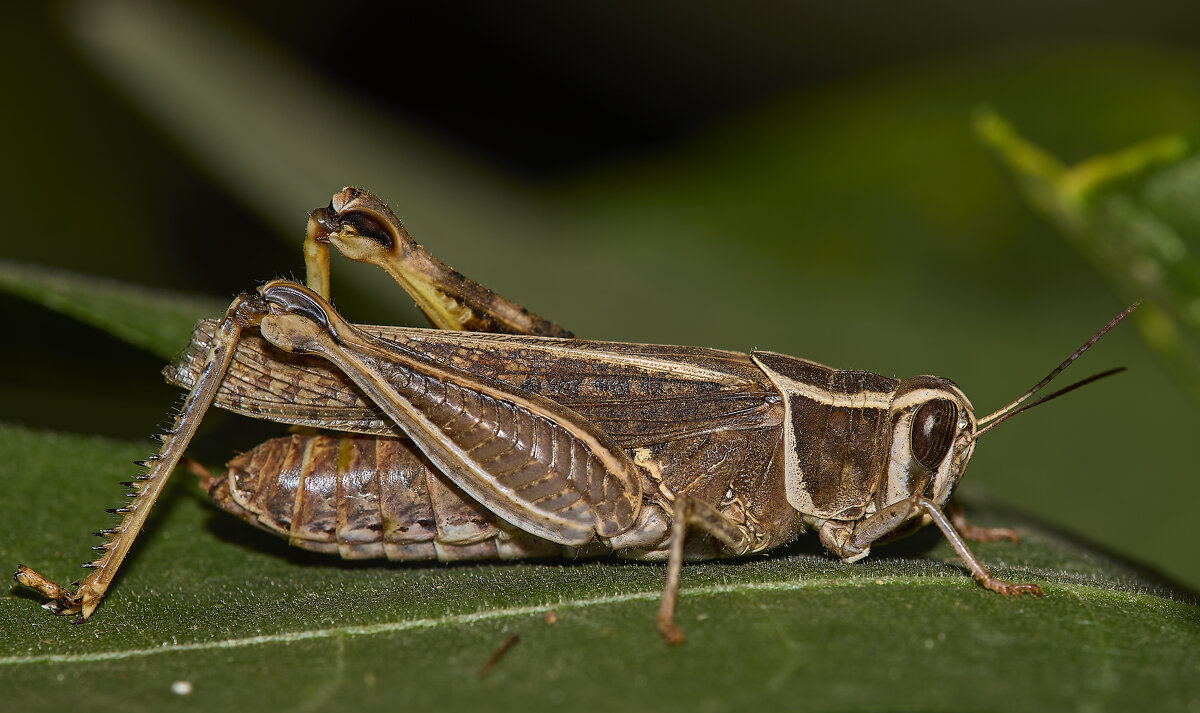 Итальянский прус - Александр Посошенко