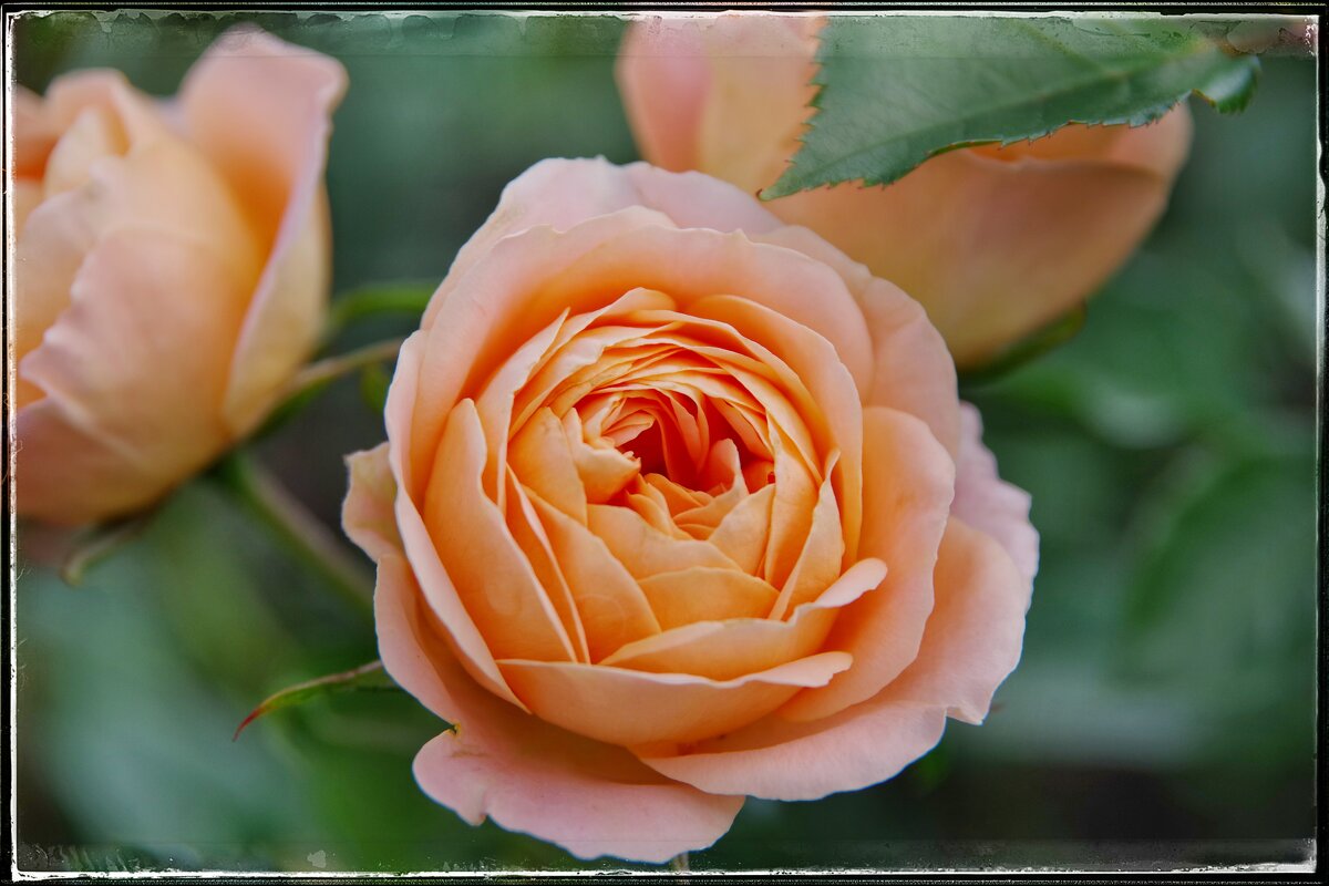 Роза. - Руслан 