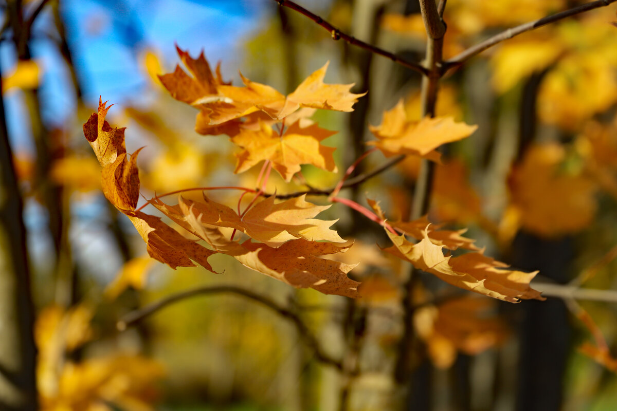 Клён - краснов юрий 