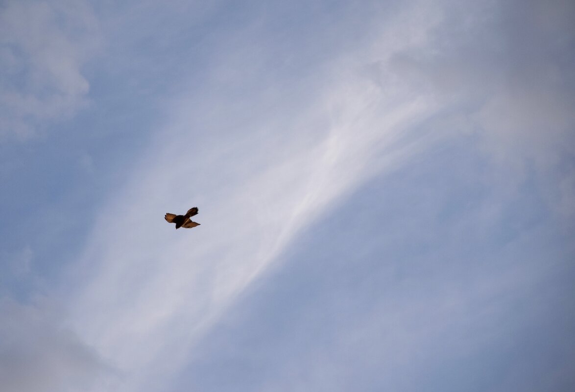 ... следя за полетом птиц 2 - Павленко Михаил 