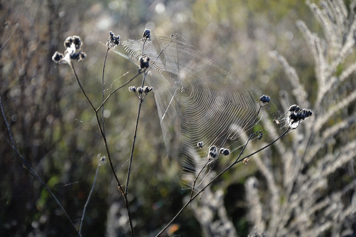 осеннее утро... - Надежда Куркина 