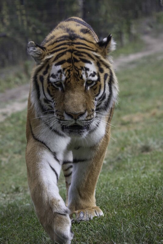 Amur tiger - Al Pashang 