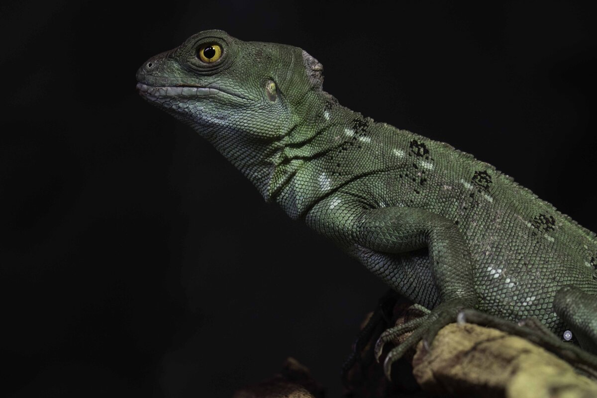 Green crested basilisk - Al Pashang 