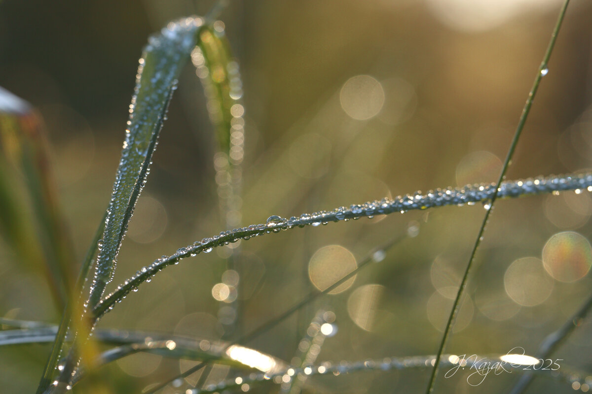 *** - Елена Kазак (selena1965) *** - Елена Kазак (selena1965)