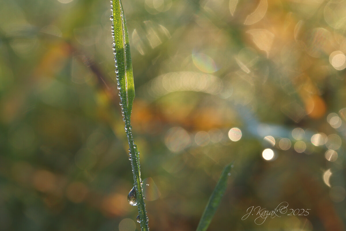 *** - Елена Kазак (selena1965)