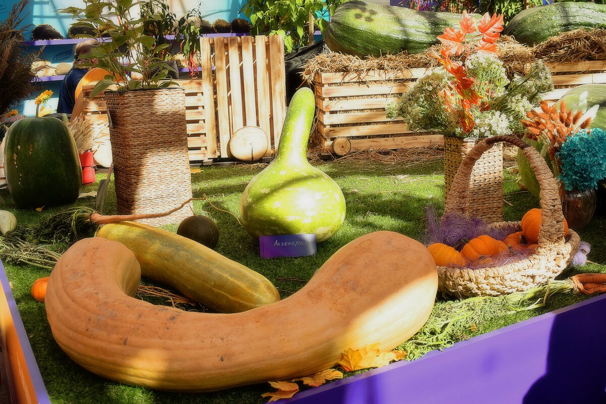 Кабачки разных форм и размеров. - Татьяна Помогалова