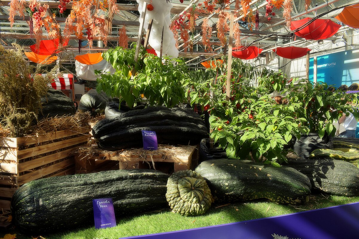 Самый тяжёлый кабачок 56 кг. - Татьяна Помогалова Самый тяжёлый кабачок 56 кг. - Татьяна Помогалова