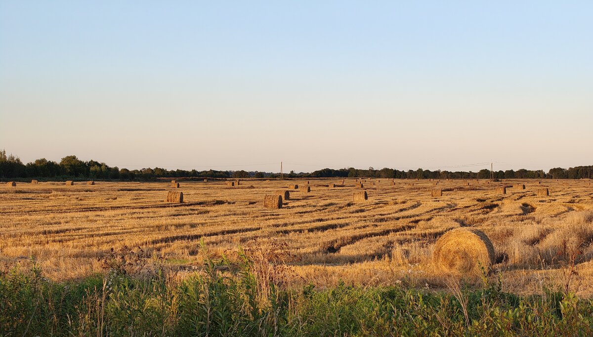 Поле у д.Выскодь - Артем 