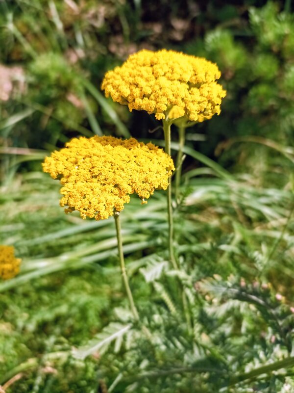 Желтый тысячелистник - Veera V