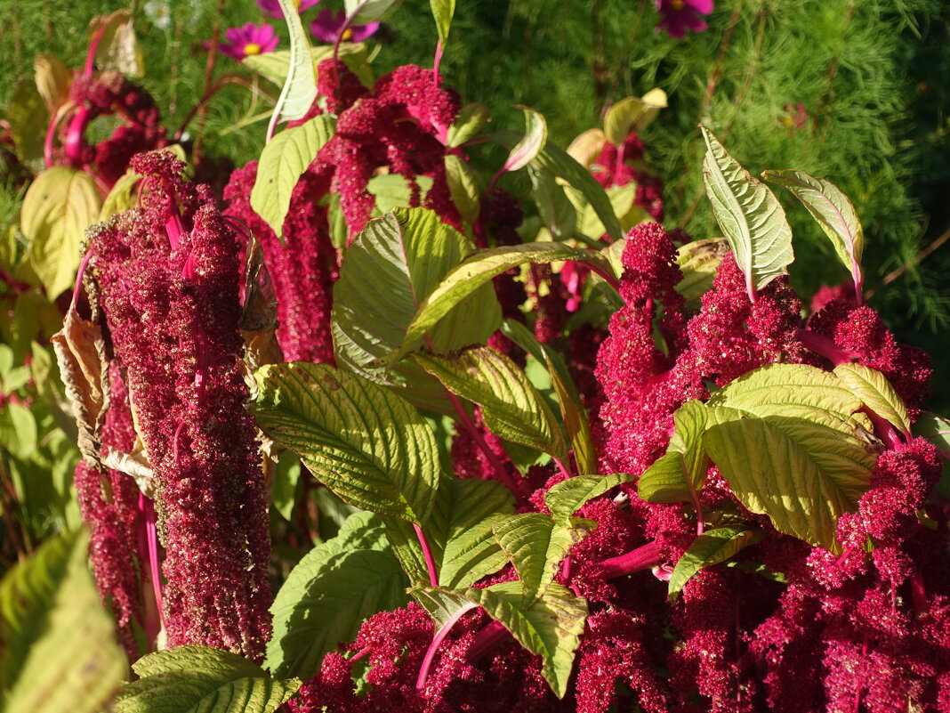 Амарант- цветок осени - Aida10 