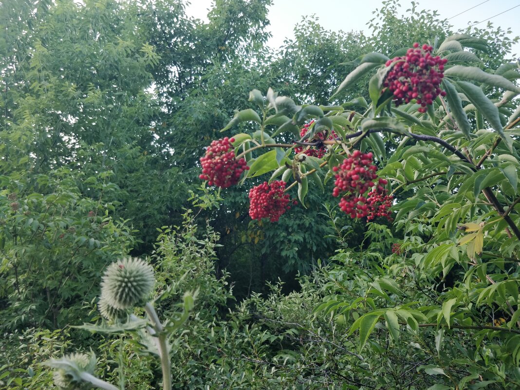 Бузина - Андрей Хлопонин