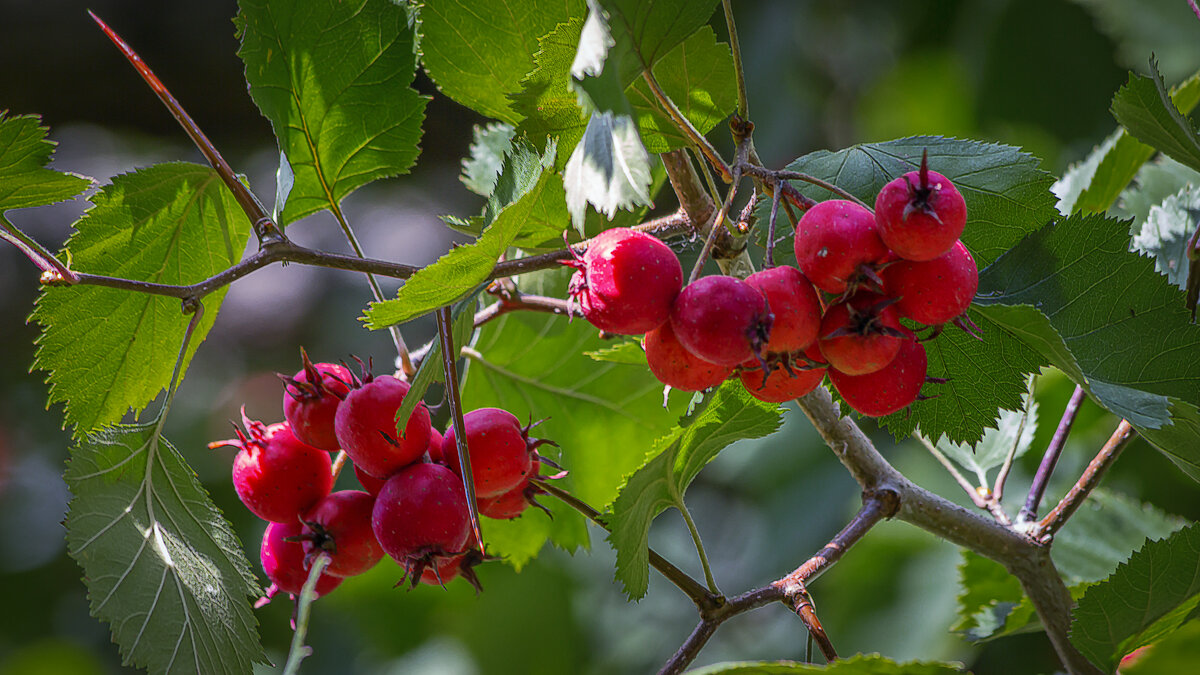 Боярышник мягковатый - Aleksey Afonin