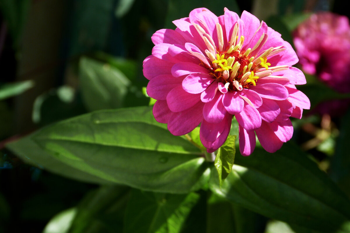 Циния - Валентин Семчишин