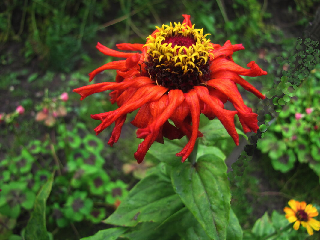 Растрёпка - Людмила Смородинская