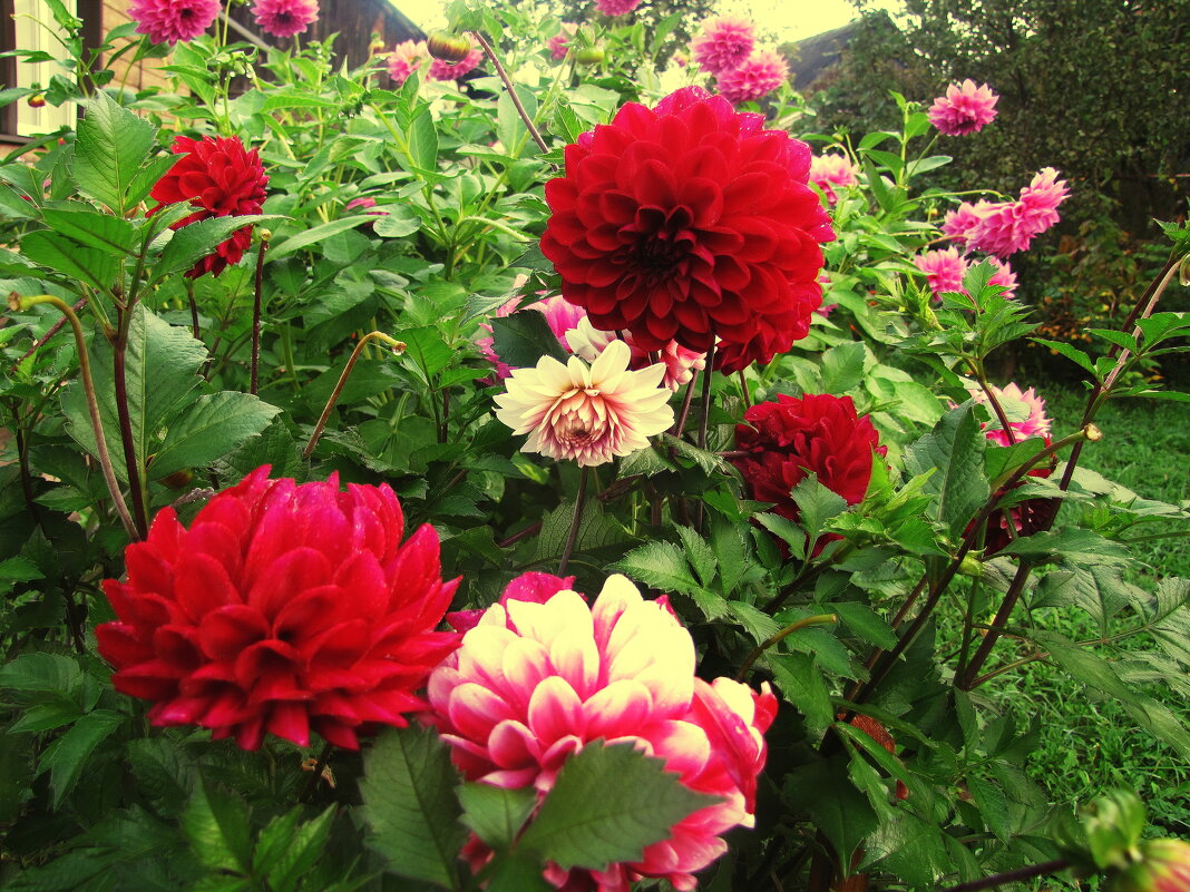 Красота в саду - Людмила Смородинская Красота в саду - Людмила Смородинская