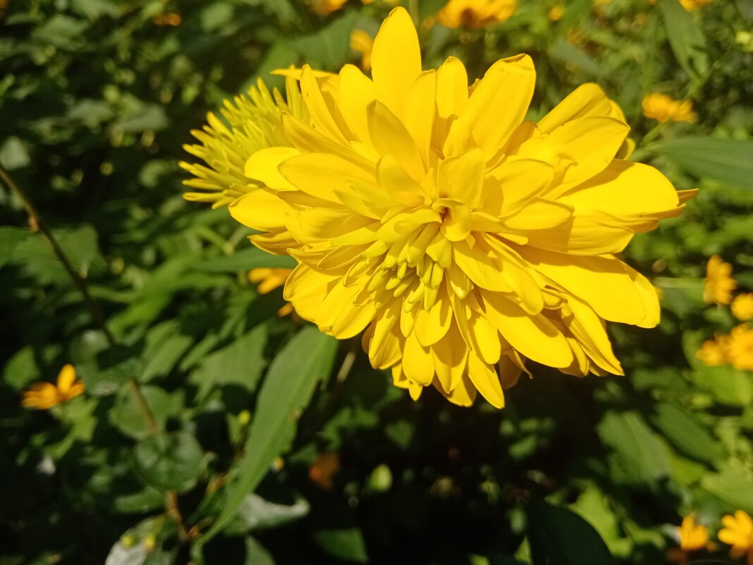 Цветы. - Владимир Драгунский