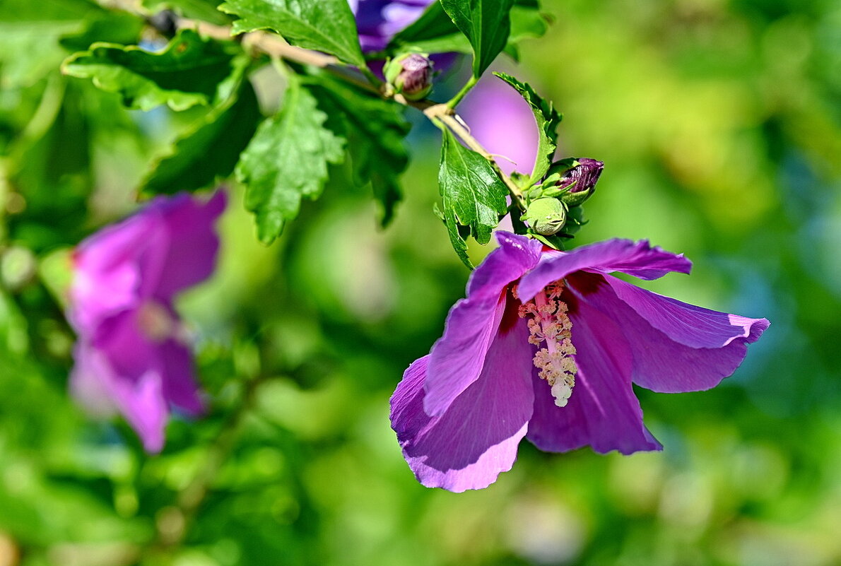 Про разный Гибискус... - Николай Саржанов