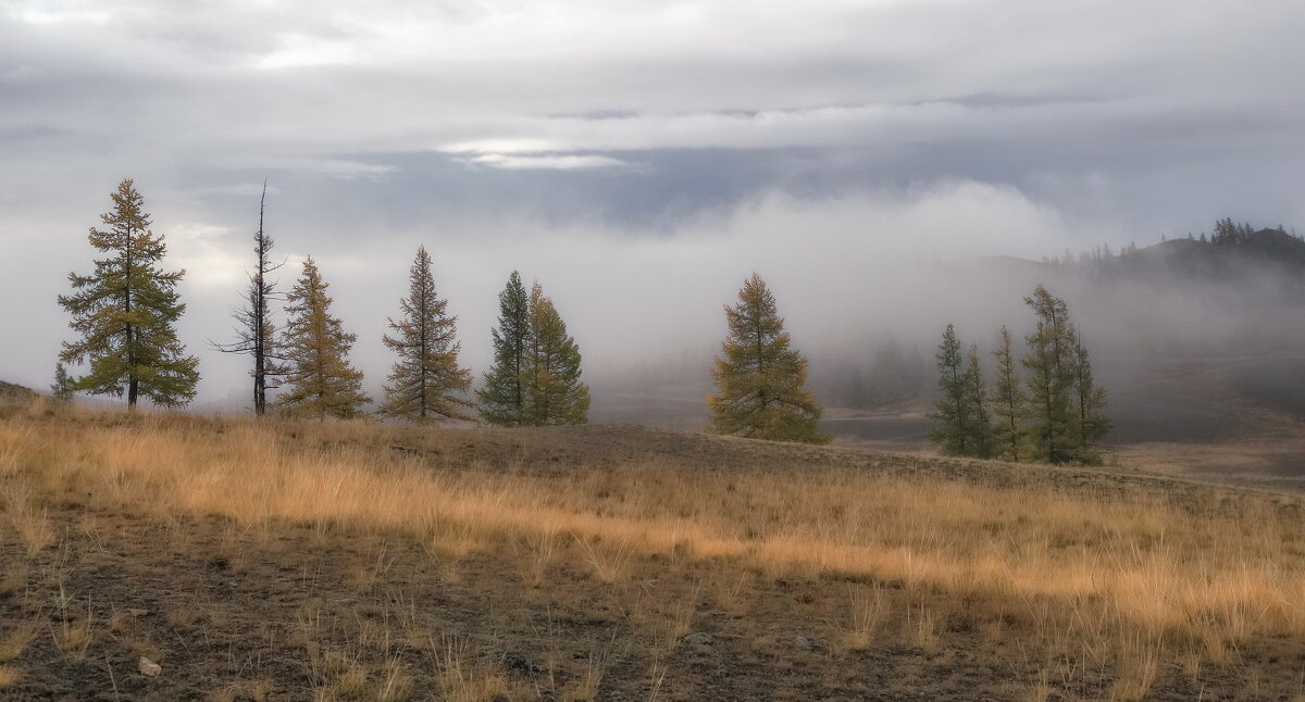 Лиственницы в тумане - Марина Фомина.