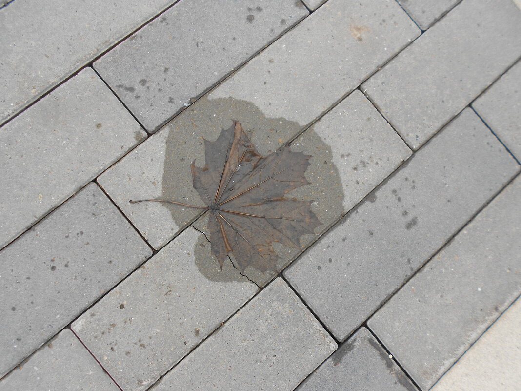 март - Елена Шаламова