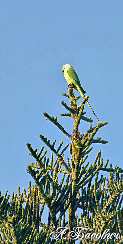 Попугай сидящие нал вершиной ели - Аркадий Басович